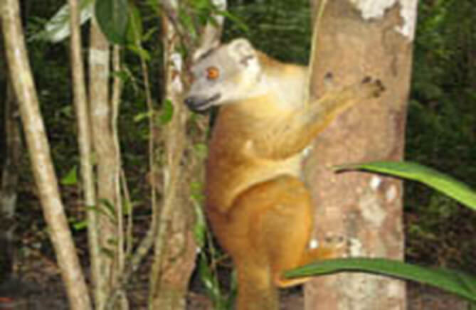 Parc National de Madagascar : aventure et découverte