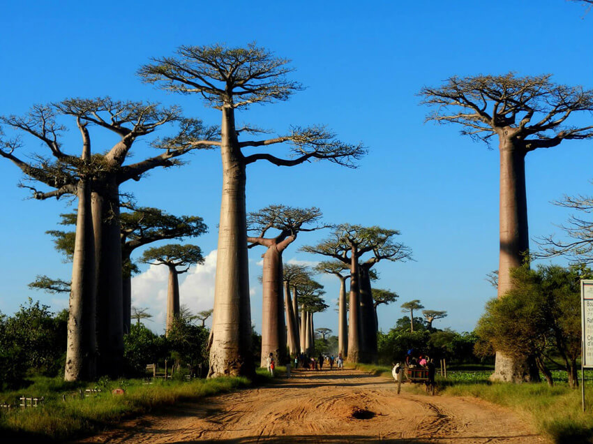 Allée des baobas misitraka travel tours