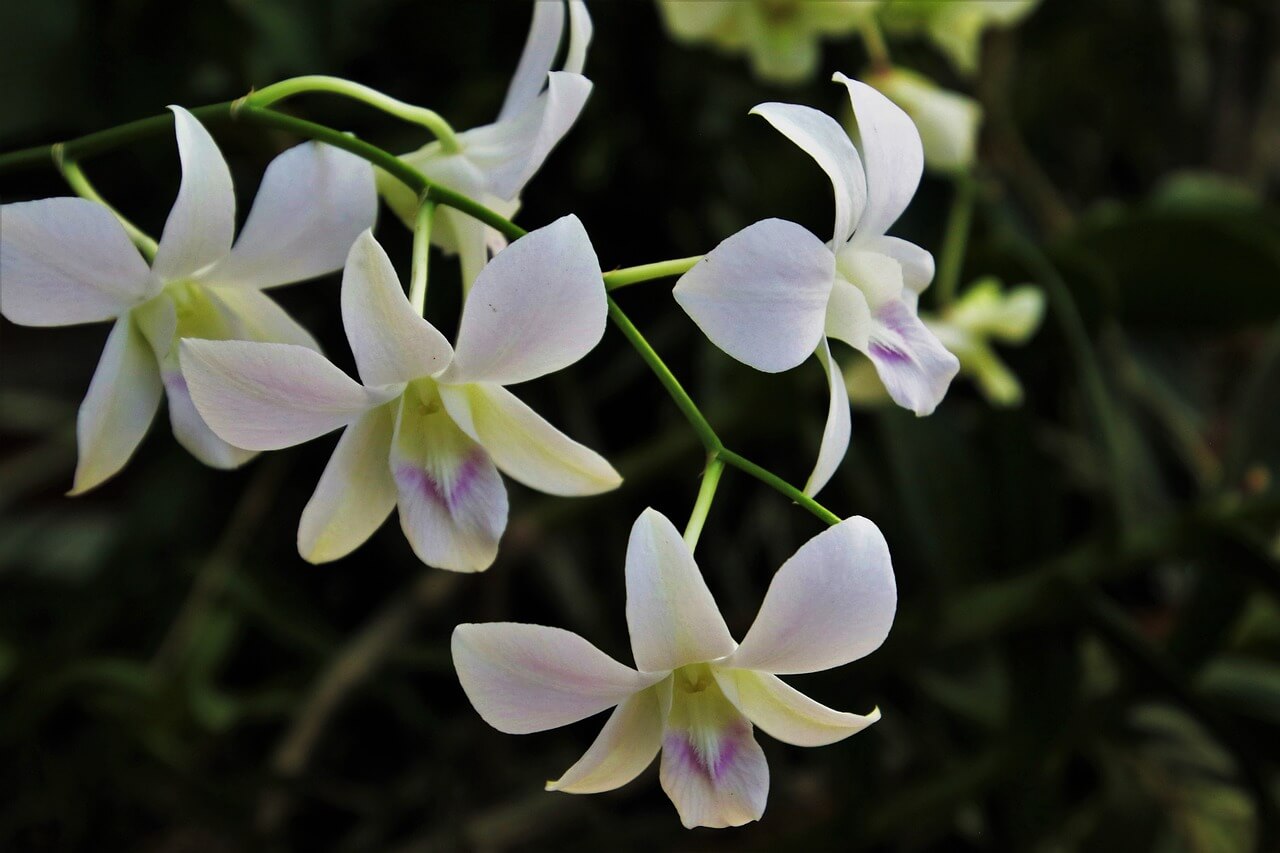 Les orchidés de nosy Tanikely